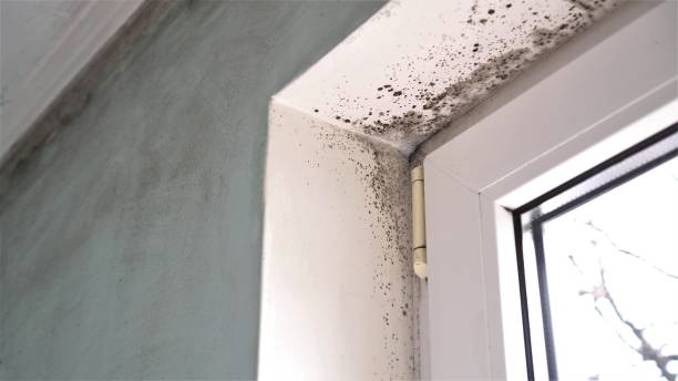 Best Black Mold Removal  in Fair Oaks, CA