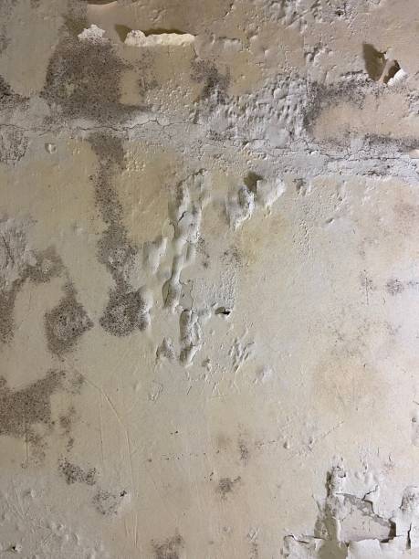 Best Crawl Space Mold Removal  in Fair Oaks, CA