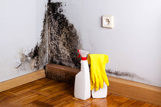 Best Local Mold Removal Service  in Fair Oaks, CA