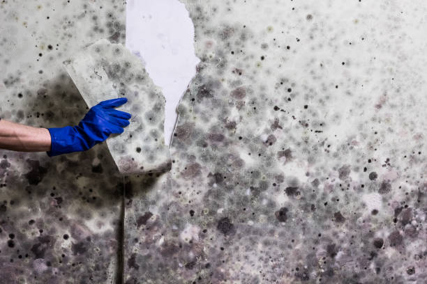 Best Mold Testing  in Fair Oaks, CA