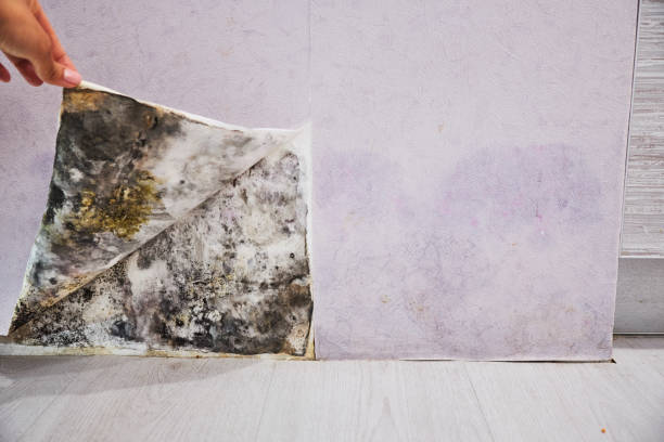 Best Mold Remediation  in Fair Oaks, CA